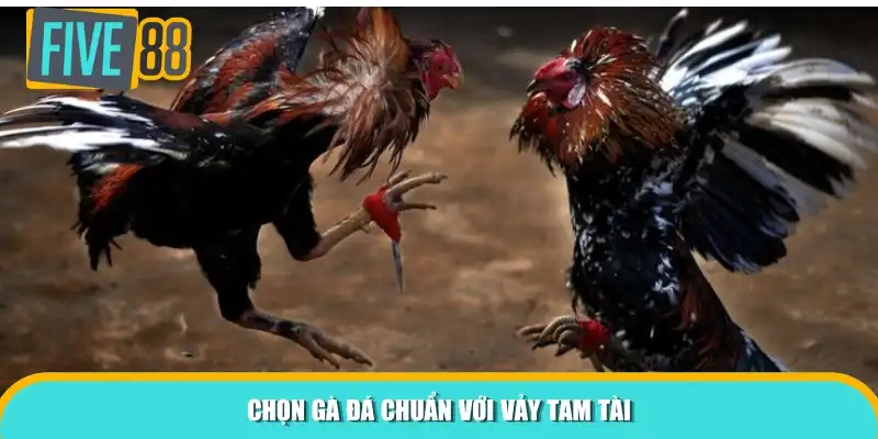Chọn gà đá chuẩn với vảy tam tài
