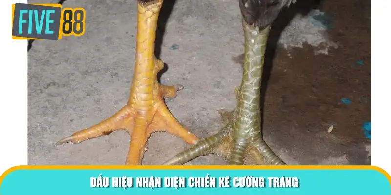 Dấu hiệu nhận diện chiến kê cường tráng 